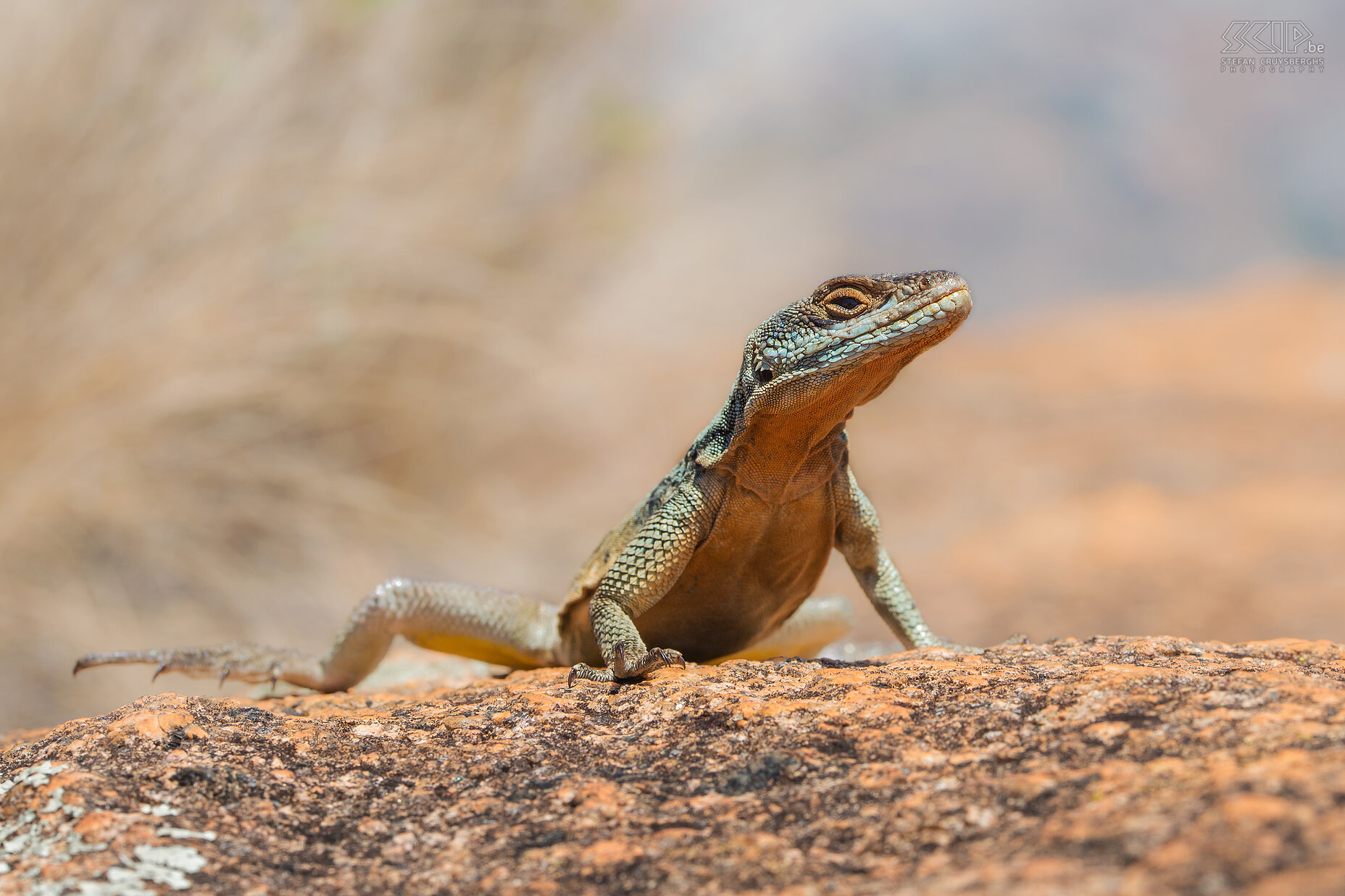 Anja - Grandidier's Madagascar swift Grandidier's Madagascar swift (Oplurus grandidieri ) is a species of rock dwelling lizards that can be found on many of the boulders in Anja Community Reserve. Stefan Cruysberghs